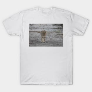 Lioness strolling in Namibia T-Shirt